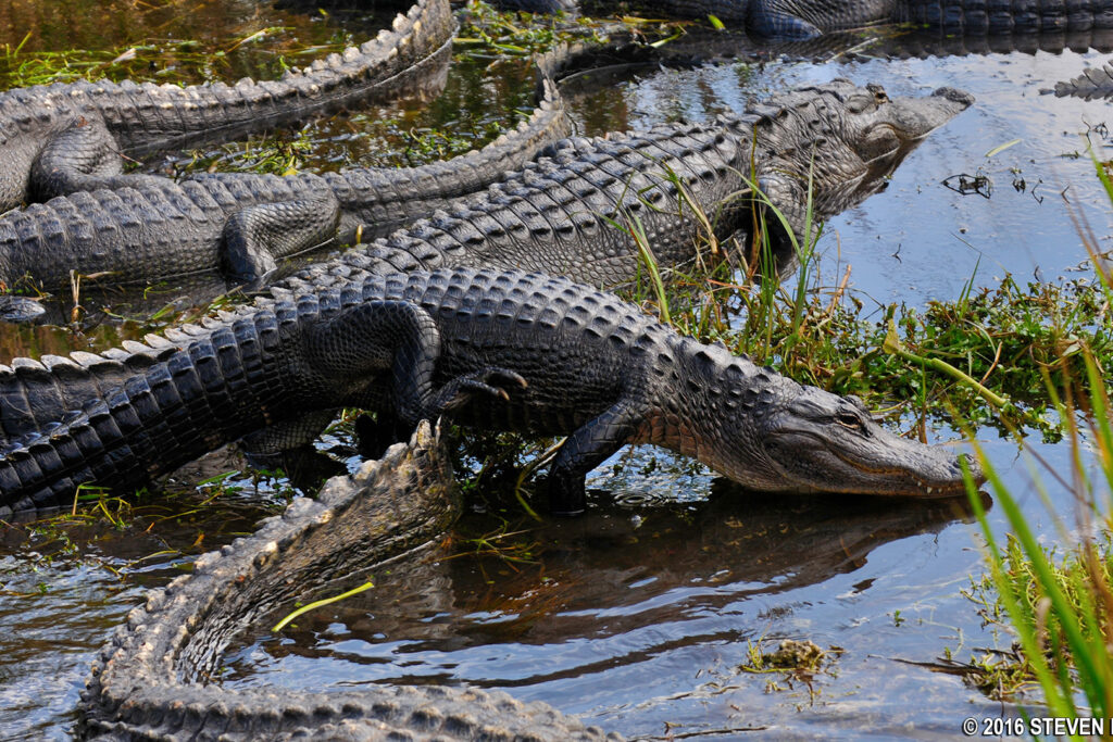 Everglades National Park