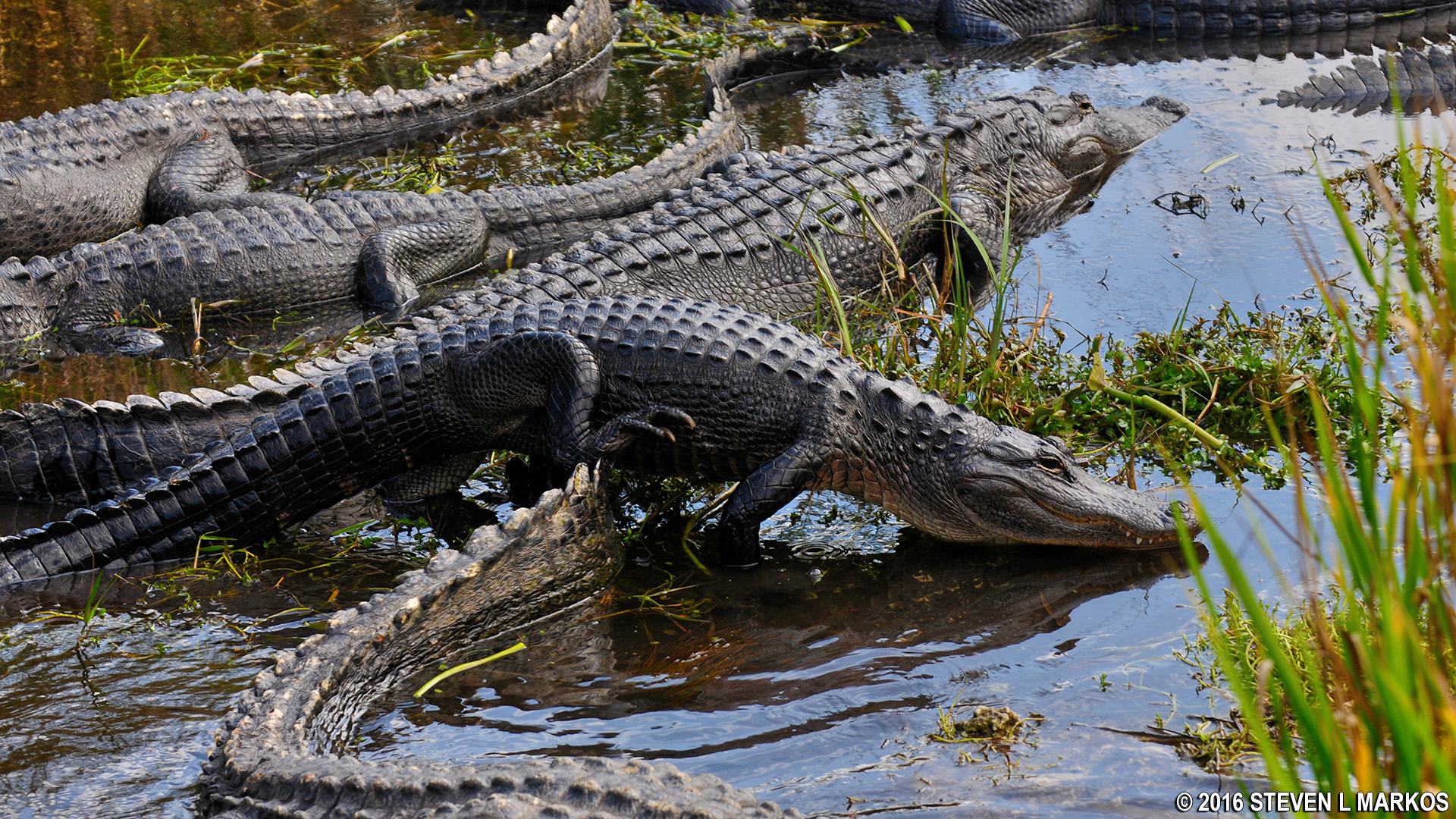 You are currently viewing Everglades National Park