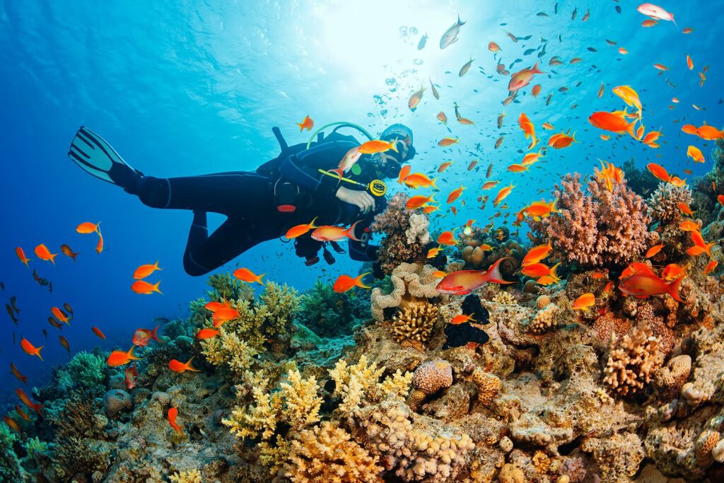 Anemone Reef Dive, Phuket