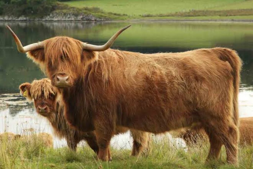 Highland Cattle: The Iconic Symbol of the Scottish Highlands