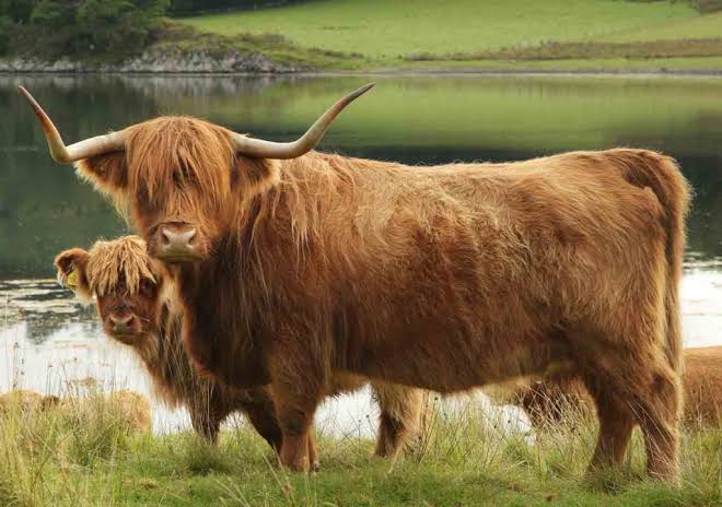 You are currently viewing Highland Cattle: The Iconic Symbol of the Scottish Highlands