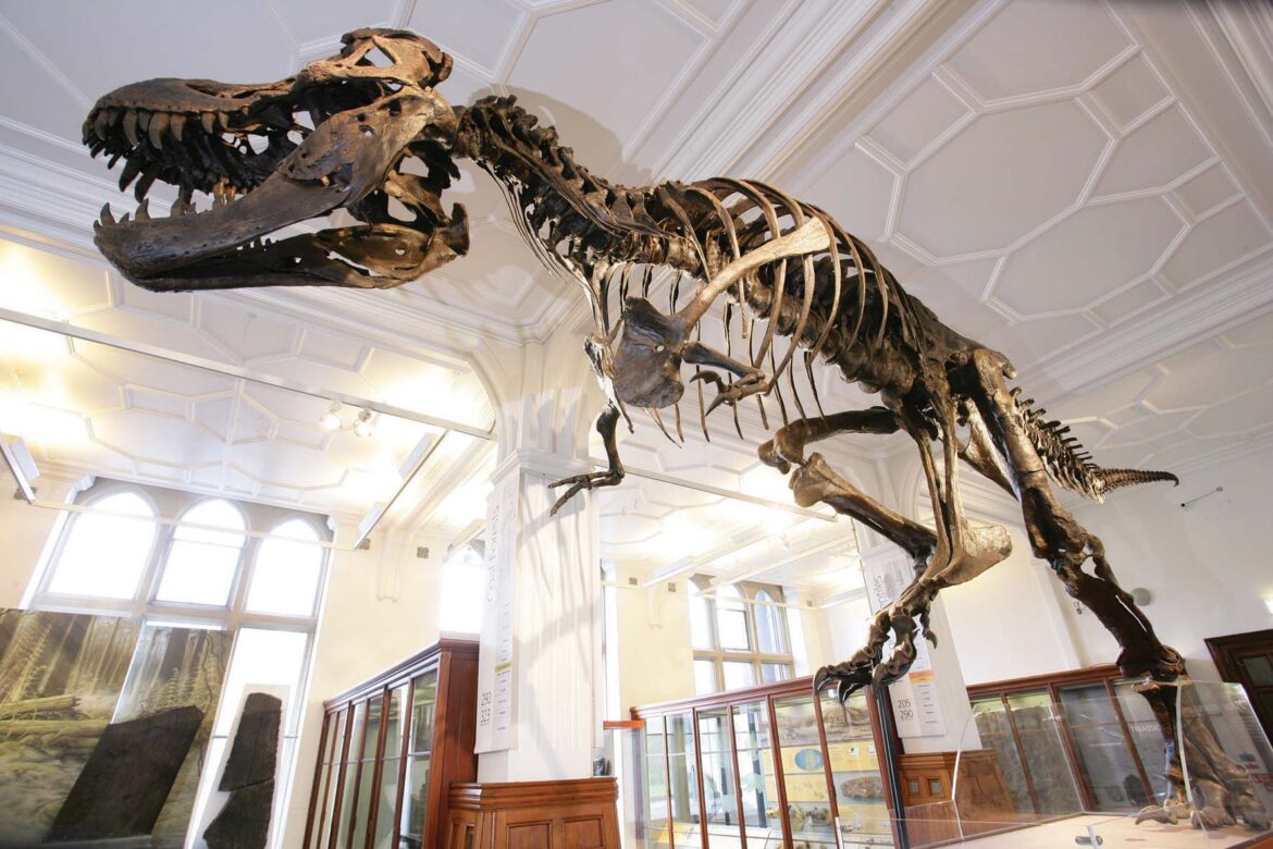 Original-Stan the T Rex (1)